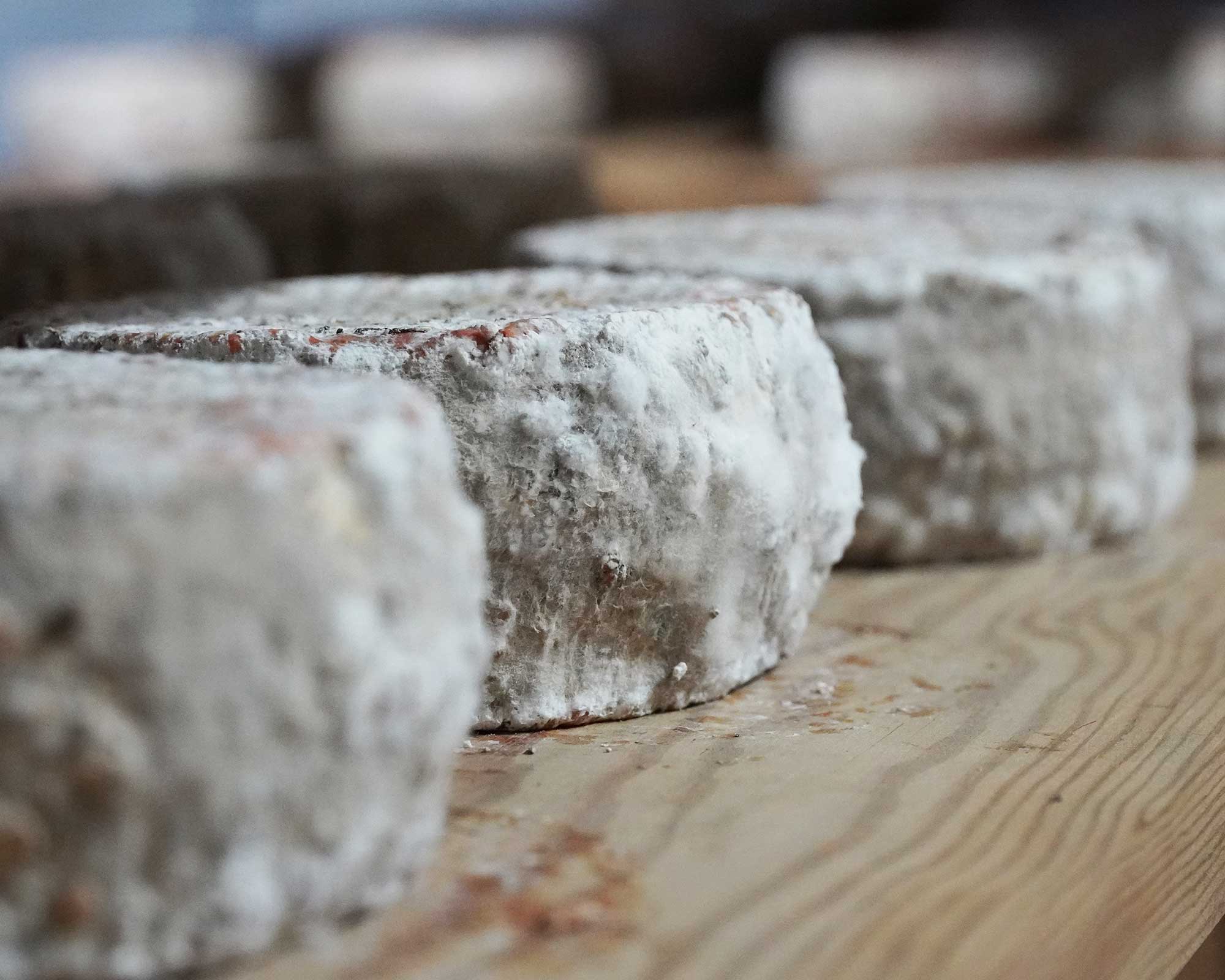 Fromage U Terra Dolce méthode Bastelicacciu